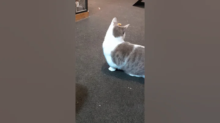 Watch the video about What's on my head?! 😹 Mr Grieves the cute little Munchkin Cat 🐈 😻#cute #munchkin #cat #shorts