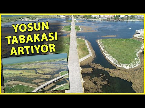 Büyükçekmece Gölü'nde Yosun Artışı