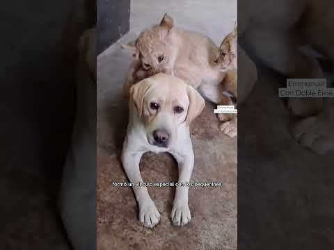 Video: Treat Company está donando dinero al refugio sin matanza para historias sobre perros rescatados