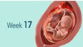 17 week pregnency symptoms/ week by   week pregnency symptoms