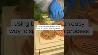 Comb Honey in Jars Tip 🍯🐝#combhoney #beekeeping #apimaye #honey