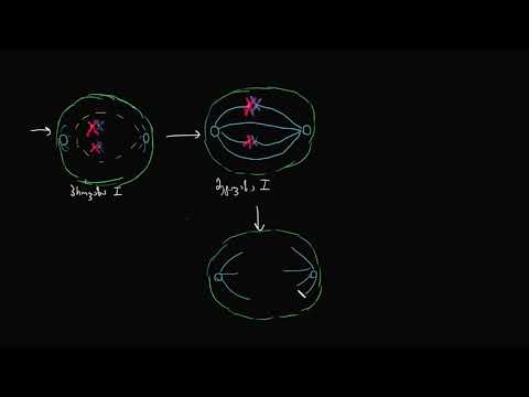 I მეიოზის ფაზები