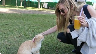 A Park full of CATS in Lima, Peru! | Evan Edinger Travel