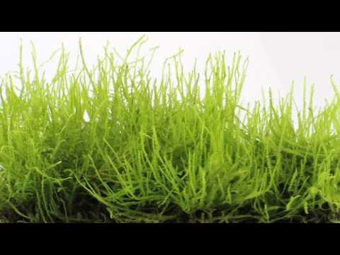 Java Moss On