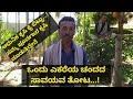 ಒಂದು ಎಕರೆಯ ಚಂದದ ಸಾವಯವ ತೋಟ....! ಕಡಿಮೆ ಖರ್ಚಿನಲ್ಲಿ ಹೆಚ್ಚು ಆದಾಯ ಗಳಿಸುತ್ತಿದ್ದೇನೆ