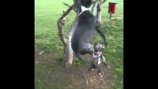 Blue Staff Attacking