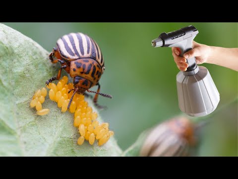 Video: Bekæmpelse af myrer i haven, eller hvordan man slipper af med ubudne gæster