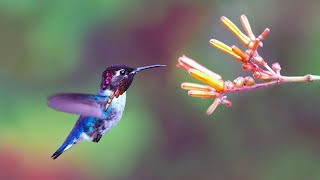 Cuba's Bee Hummingbird (The World's Smallest Bird)