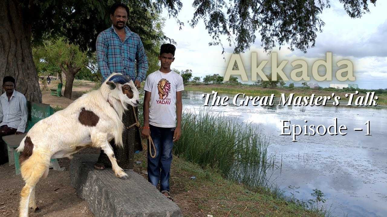 Интервью с чемпионом AP по овцам породы аккада | Ток-шоу великого мастера, выпуск 1