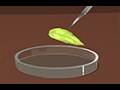Demonstration of Stomata on a Leaf Peel