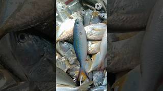 10 மன பயரகளFish Names