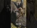 The Oxpecker performing perfect ticks and parasite cleaning on a wild buffalo.