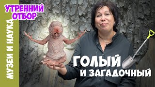 Голый землекоп: как жить долго и счастливо? - 19 