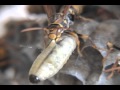 幼虫を捨てるセグロアシナガバチ Paper Wasp Cannibalizing