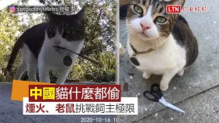 名為「中國」的貓什麼都偷!各種危險物帶給飼主無限驚喜 名為「中國」的貓什麼都偷!各種危險物帶給飼主無限驚喜