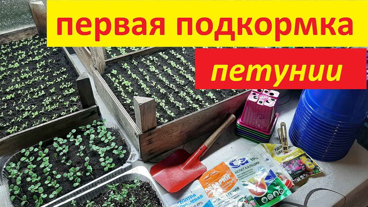 Первые подкормки рассады петунии. Подкормка рассады петунии. Удобрение для рассады петунии. Первая подкормка рассады петунии. Первая подкормка рассады петунии для роста.