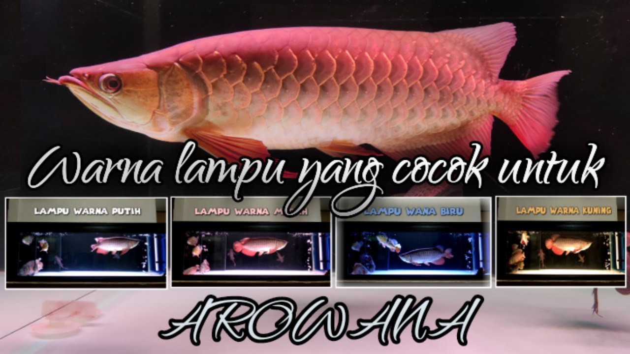 LAMPU AQUARIUM ARWANA | GOLDEN RED - YouTube