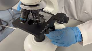 A-level Biology Core Practical 5: Using a light microscope and graticule