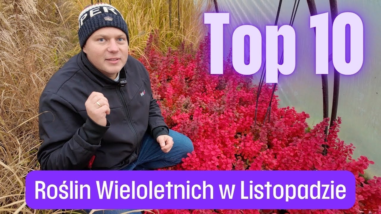 Top 10 roślin wieloletnich w listopadzie Okiem Ogrodnika 14 S25
