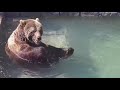 Комфортный отдых в бассейне, словно на лавочке 🐻🪑 Медведь Мансур
