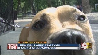 New virus affects dogs in the Tri-State
