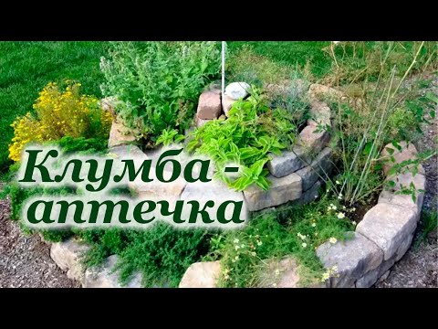 Видео: Пижма в ландшафтном дизайне - Как удержать пижму от захвата сада