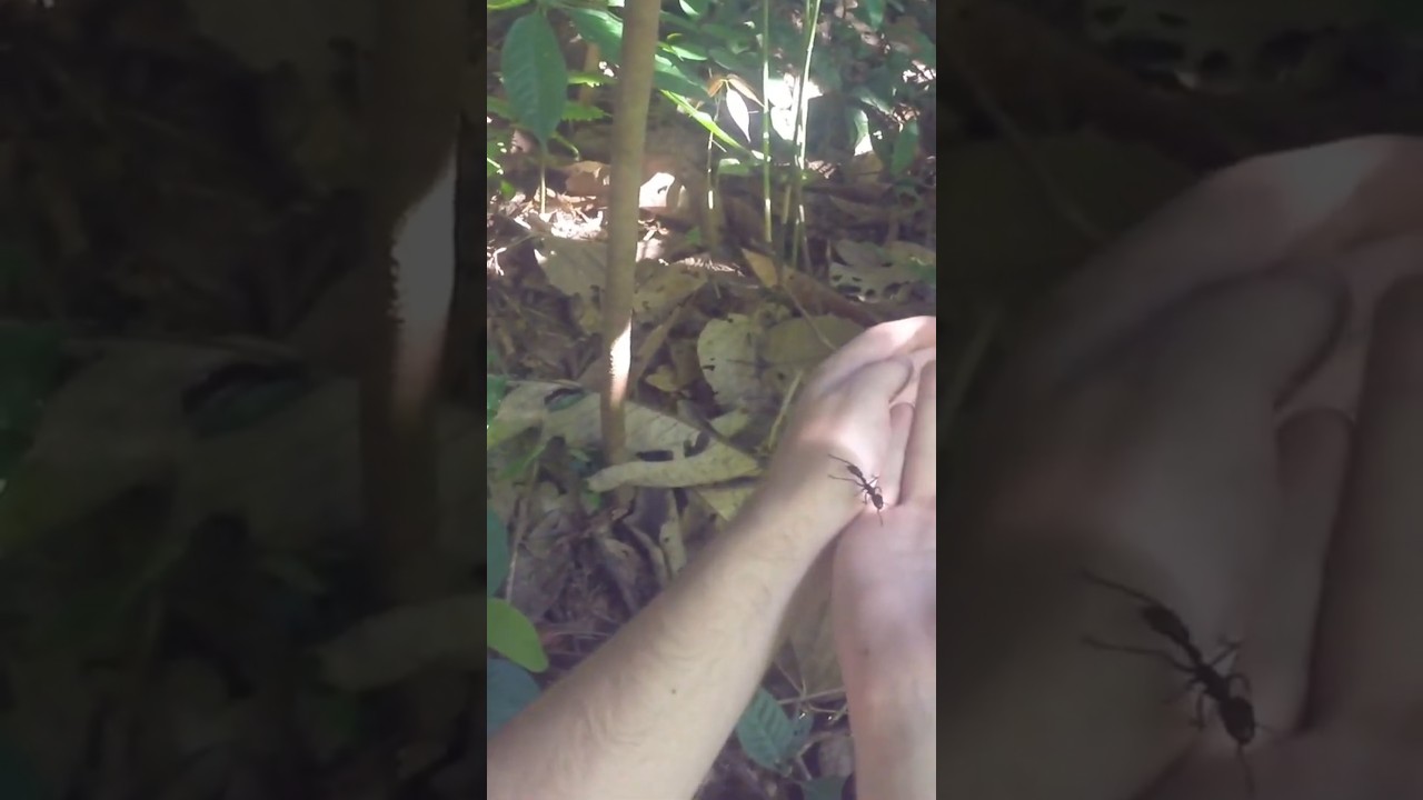 Игра с муравьями-пулями