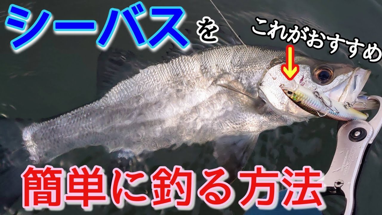 シーバスがいるのに釣れない…そんな時〇〇を試すと連発！【シーバスデイゲーム】