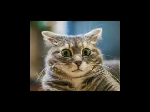 кит ты маму мал - YouTube