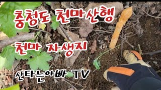 천마산행 천마 자생지 by 산타는 아빠 TV 10,337 views 1 year ago 21 minutes