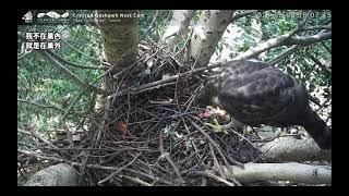 2021(8/8 Foodpapa某鳥-2) 大安森林公園鳳頭蒼鷹巢位直播回顧　Crested Goshawk Nest Cam, Daan Park, Taiwan カンムリオオタカの子育て生中継