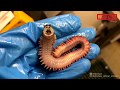 Screaming sea worm  une crature de mer exotique capture par un pcheur russe