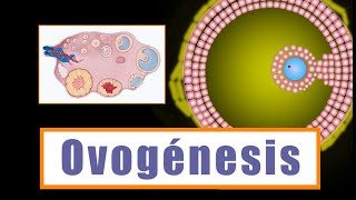 Ovogénesis y Desarrollo folicular: ¿Cómo se forman los ovocitos?