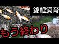 愛好家の悲鳴…錦鯉飼育、もう終わり。 #錦鯉 #アクアリウム # koi