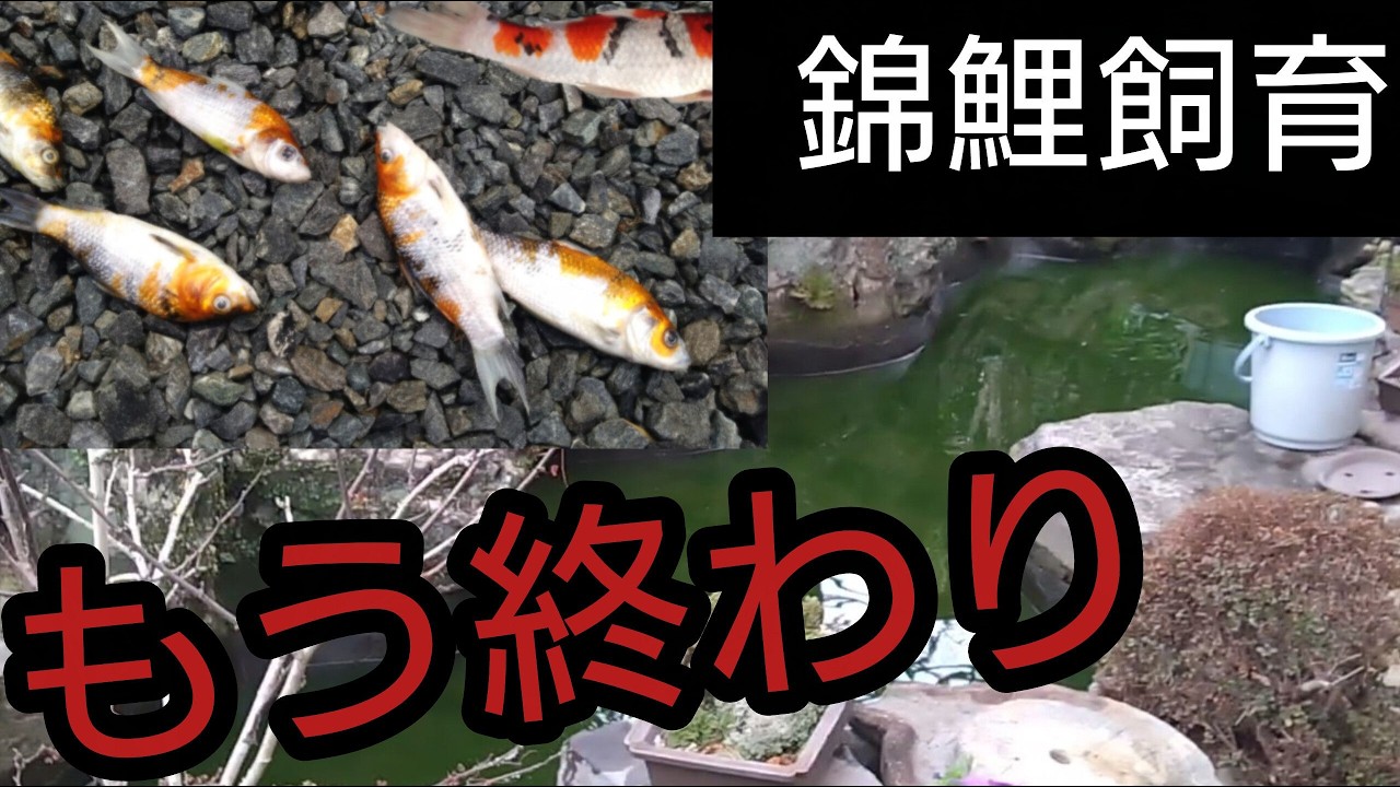 愛好家の悲鳴…錦鯉飼育、もう終わり。 #錦鯉 #アクアリウム # koi
