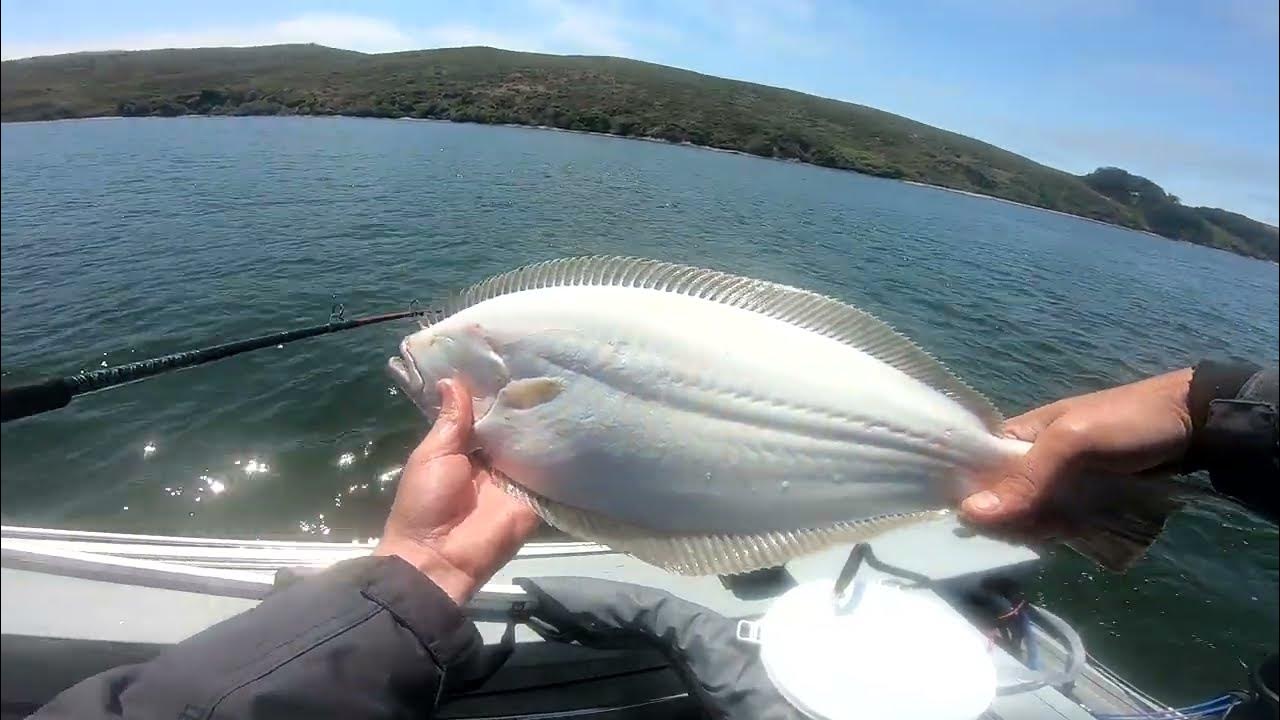 tomales bay HALIBUT fishing 2023!!! YouTube