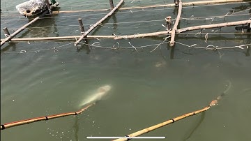 Thực tế kích cá nước mặn công suất lớn siêu hút cá nổi đẹp.lh0985802199