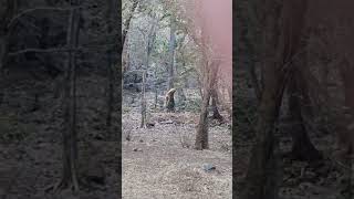 Tigress Noor chasing Leopard at Ranthambhore watched live on 13th Feb 2023 7.47am...