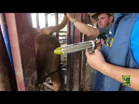 Vídeo: Es Pot Donar Llet De Vaca A Un Cadell?