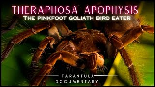 The Pinkfoot Goliath Bird Eater: Theraphosa apophysis - Tarantula documentary by robbies talking ts 1,300 views 11 months ago 6 minutes, 2 seconds