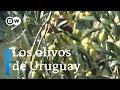 El nuevo oro de Uruguay | Sabor Saber DW