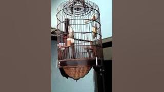 Cucak matahari masteran sangar