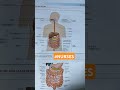 Structure Of GI system #music #nursing #neet #aiims #norcet #cho