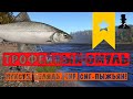 Р.Нижняя Тунгуска! - ТРОФЕЙНЫЙ ОМУЛЬ, сиг, муксун, пелядь, чир! - Русская Рыбалка 4.