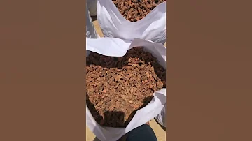 Galangal Root Best Quality 2023 New 