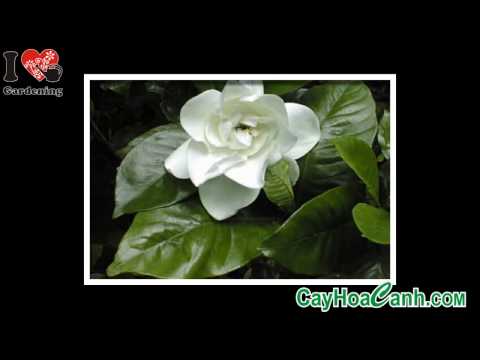 Video: Khu 5 Cây bụi Gardenia: Mẹo Trồng Cây dành dành ở Khu 5
