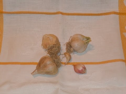 aglio e agliata - Ligucibario Collection 17