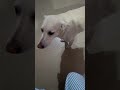 डिक्सी की लाइफ ऐसी है दोस्तों #labrador #petsrule #funnydog #youtubeshorts #funnypuppy #puppyvideos