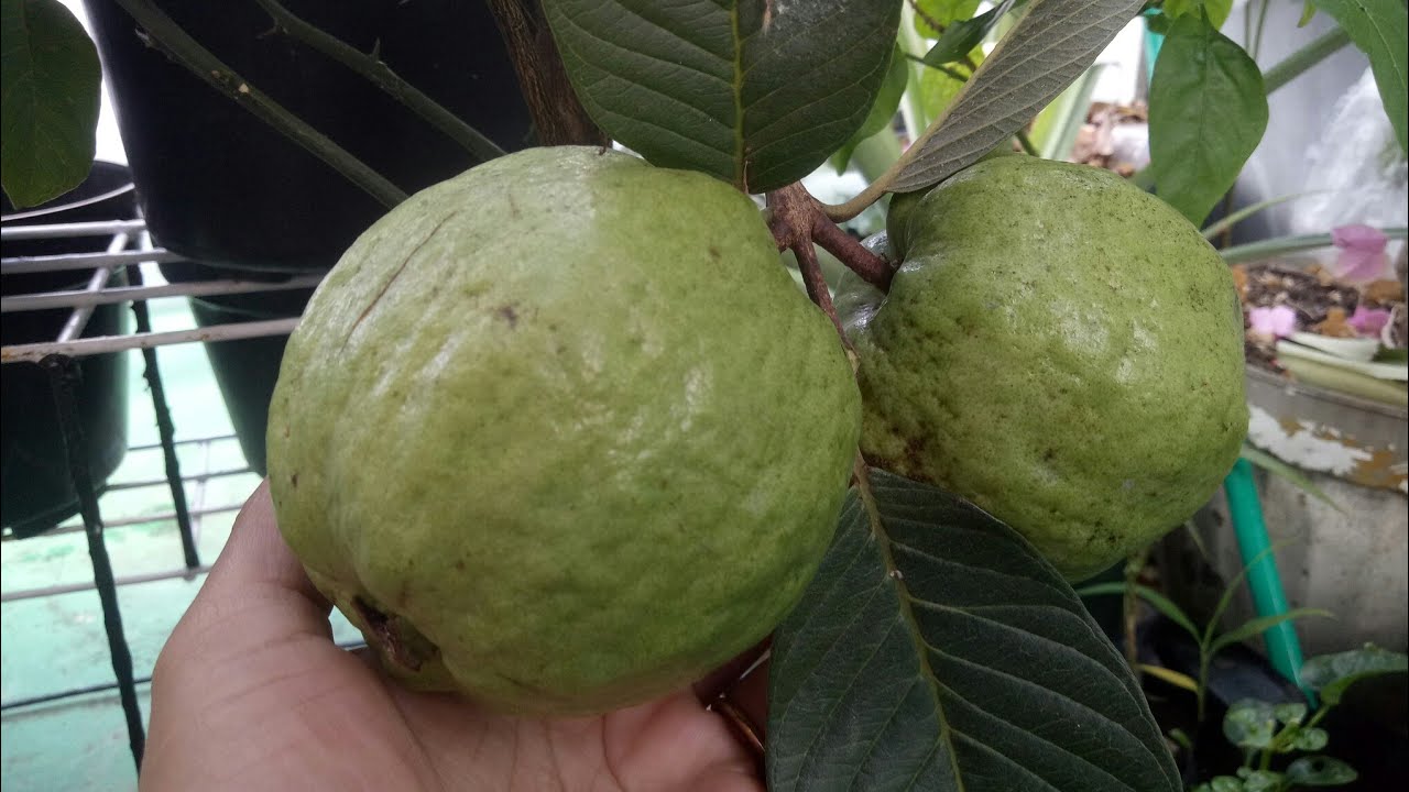 Koleksi Tabulampot Jambu Biji ada 5 Jenis di @kebunatapmamaemons7363