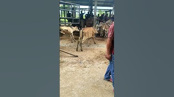 Sapi Lucu Kepleset, Lembu Jinak, pedet super #sapi #lembu #cow #sapilucu #sapijumbo